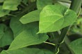 /album/ilustrativni-fotografie-rostlin-/tinospora-list-web-jpg/